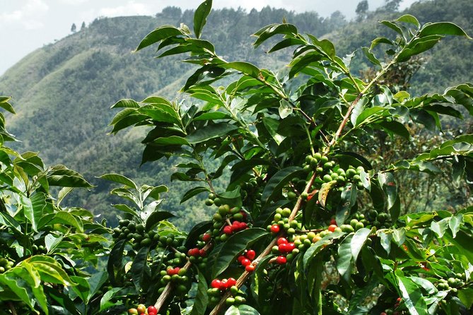 Elevate Your Coffee Experience: Exploring the Influence of Altitude on Flavor Profiles